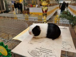 Lingener Kleintiertage November 2024